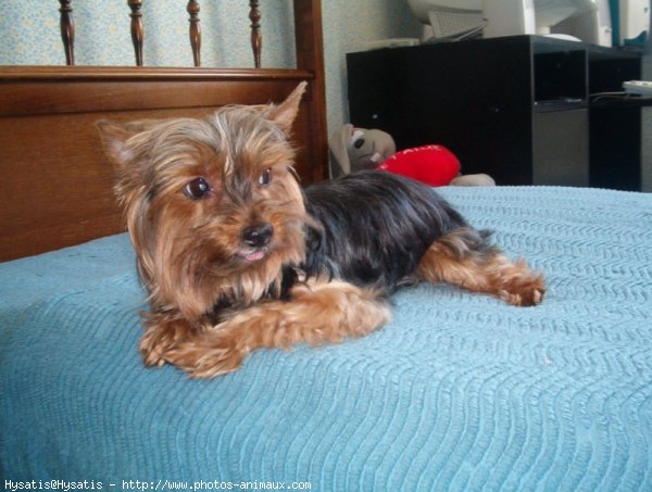 Photo de Yorkshire terrier