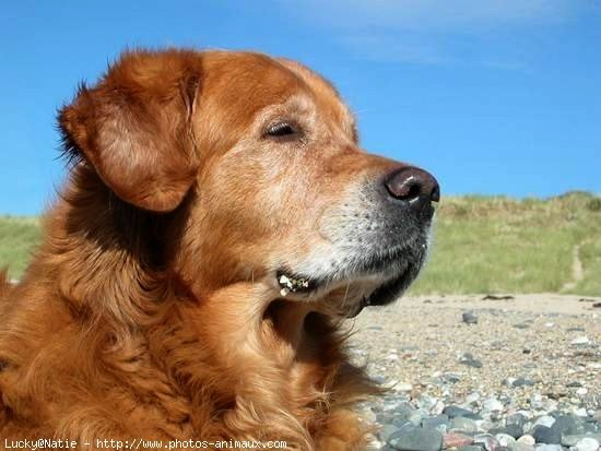 Photo de Golden retriever