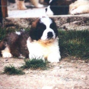 Photo de Saint-bernard poil long