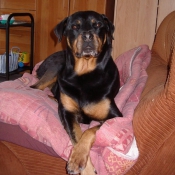 Photo de Rottweiler