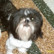 Photo de Lhassa apso