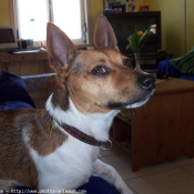 Photo de Jack russell terrier