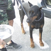 Photo de Dobermann