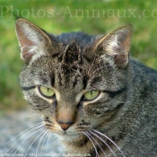 Photo de Chat domestique