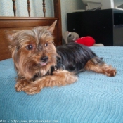 Photo de Yorkshire terrier