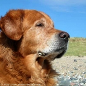 Photo de Golden retriever