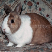 Photo de Lapin