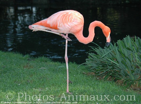 Photo de Flamand rose