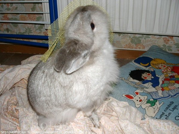 Photo de Lapin