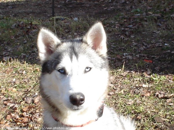 Photo de Husky siberien