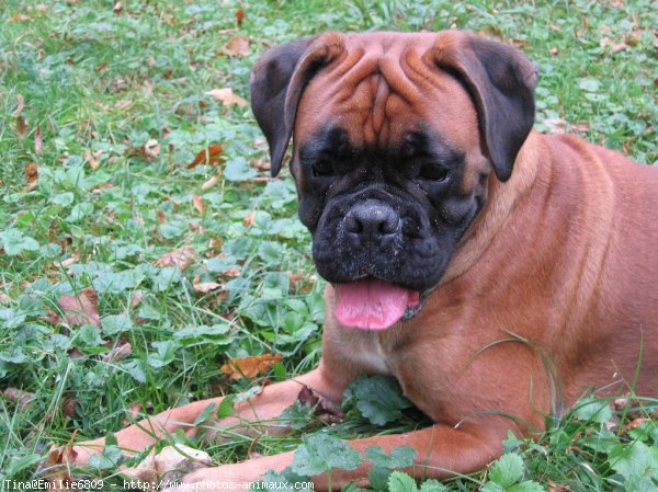 Photo de Boxer