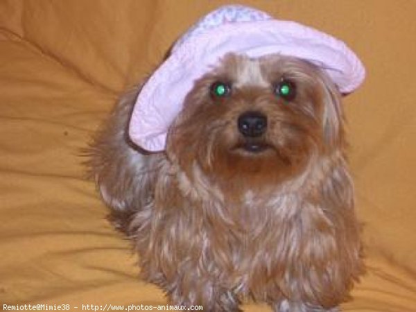 Photo de Yorkshire terrier