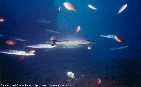 Photo de Poissons exotiques