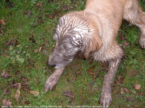 Photo de Golden retriever