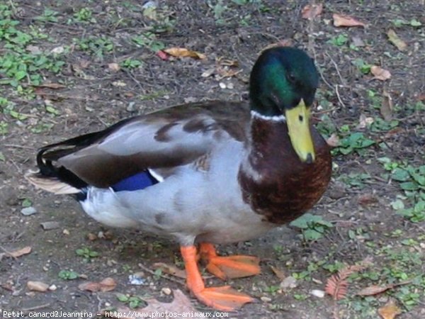 Photo de Canard