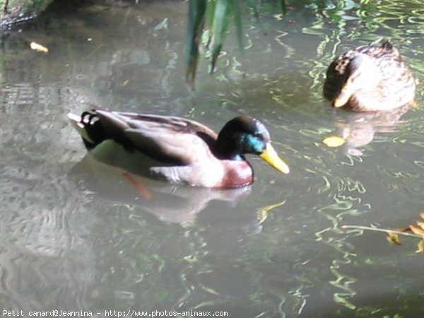 Photo de Canard