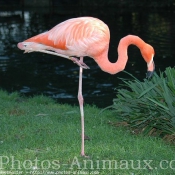 Photo de Flamand rose