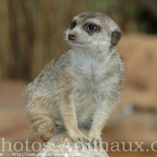 Photo de Suricate