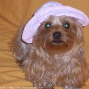 Photo de Yorkshire terrier