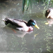 Photo de Canard