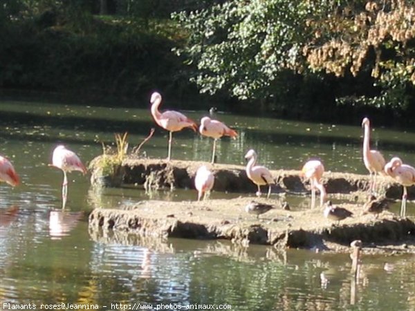 Photo de Flamand rose