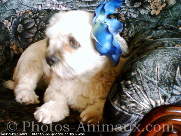 Photo de Lhassa apso