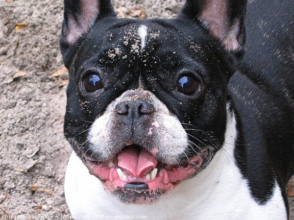 Photo de Bouledogue franais