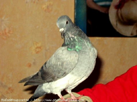 Photo de Pigeon