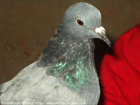 Photo de Pigeon