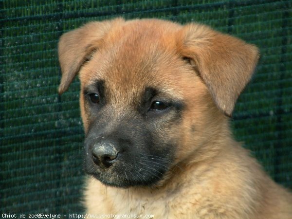 Photo De Berger Belge Malinois Chiot De Zoe N Sur Photos Animaux Com