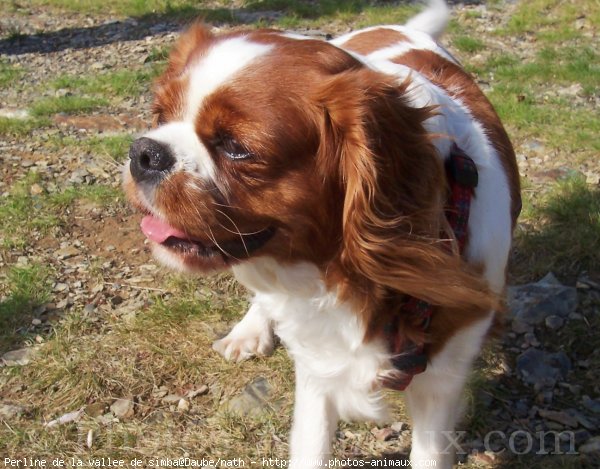 Photo de Cavalier king charles spaniel