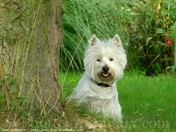 Photo de West highland white terrier