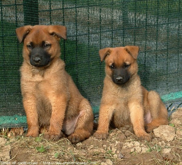 Photo de Berger belge malinois