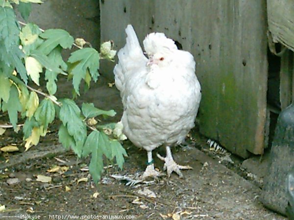 Photo de Poule