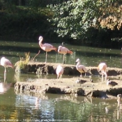 Photo de Flamand rose