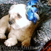 Photo de Lhassa apso