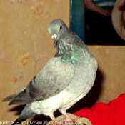 Photo de Pigeon