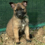 Photo de Berger belge malinois