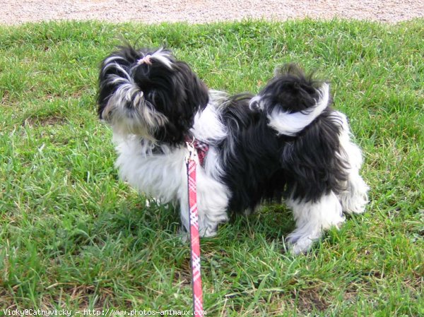 Photo de Shih tzu