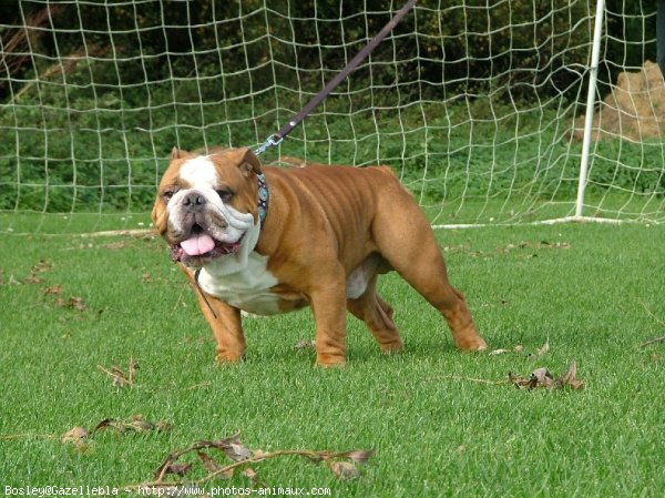 Photo de Bulldog