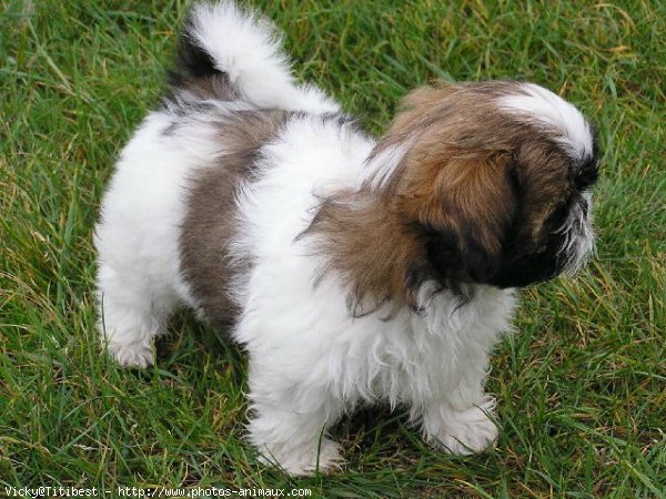 Photo de Shih tzu