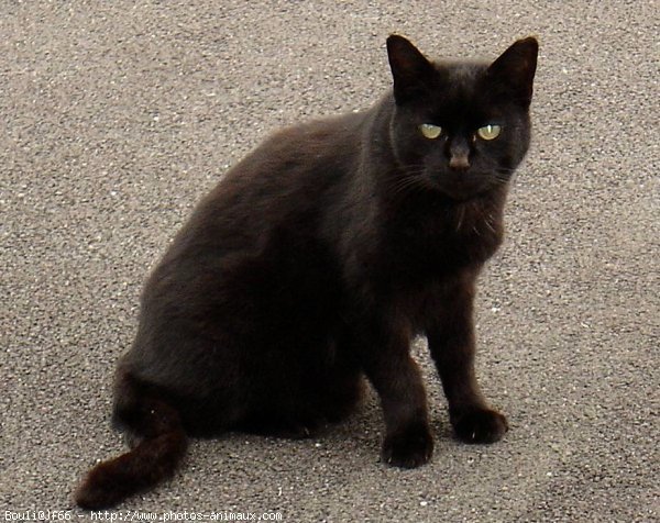 Photo de Chat domestique