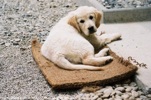 Photo de Golden retriever