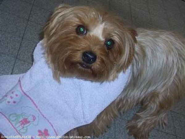 Photo de Yorkshire terrier