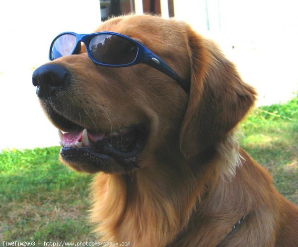 Photo de Golden retriever