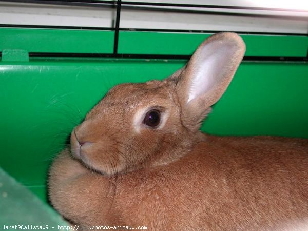 Photo de Lapin