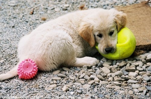 Photo de Golden retriever