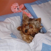 Photo de Yorkshire terrier