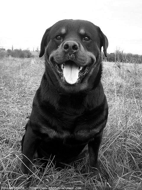 Photo de Rottweiler