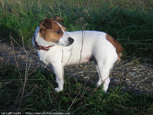 Photo de Jack russell terrier